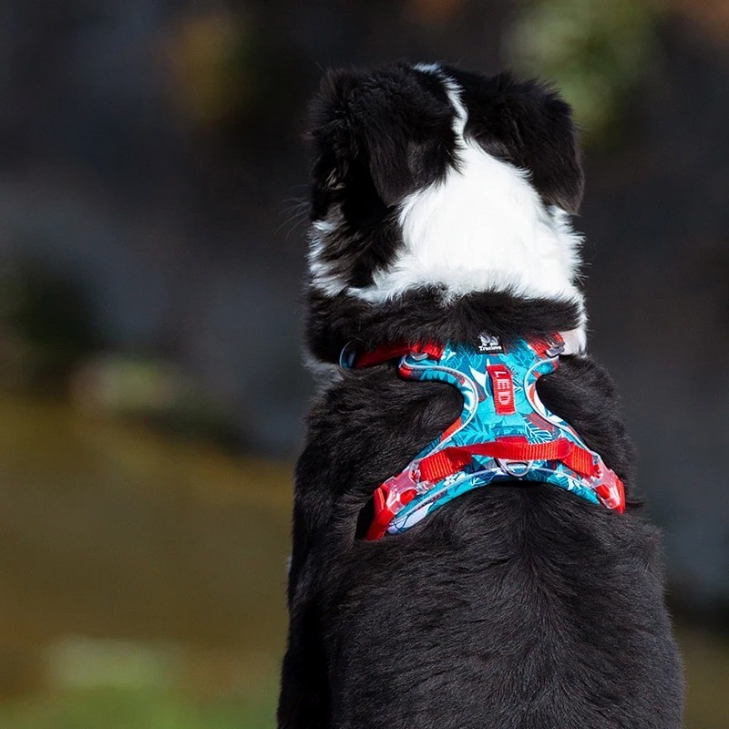 Arnés para perros