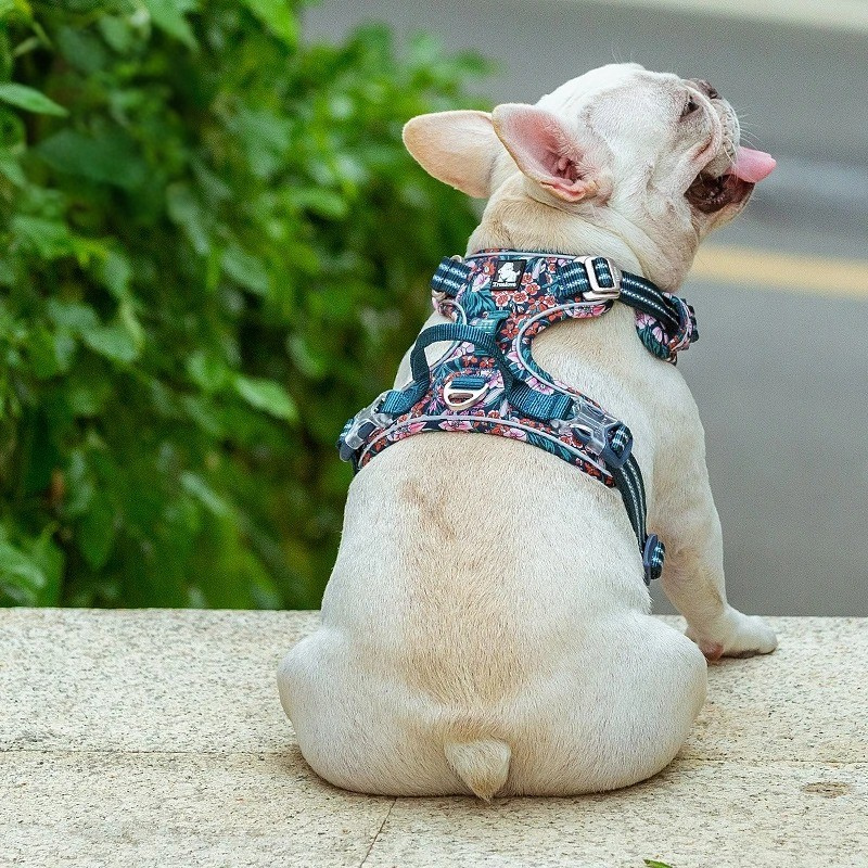 Arnés para perros